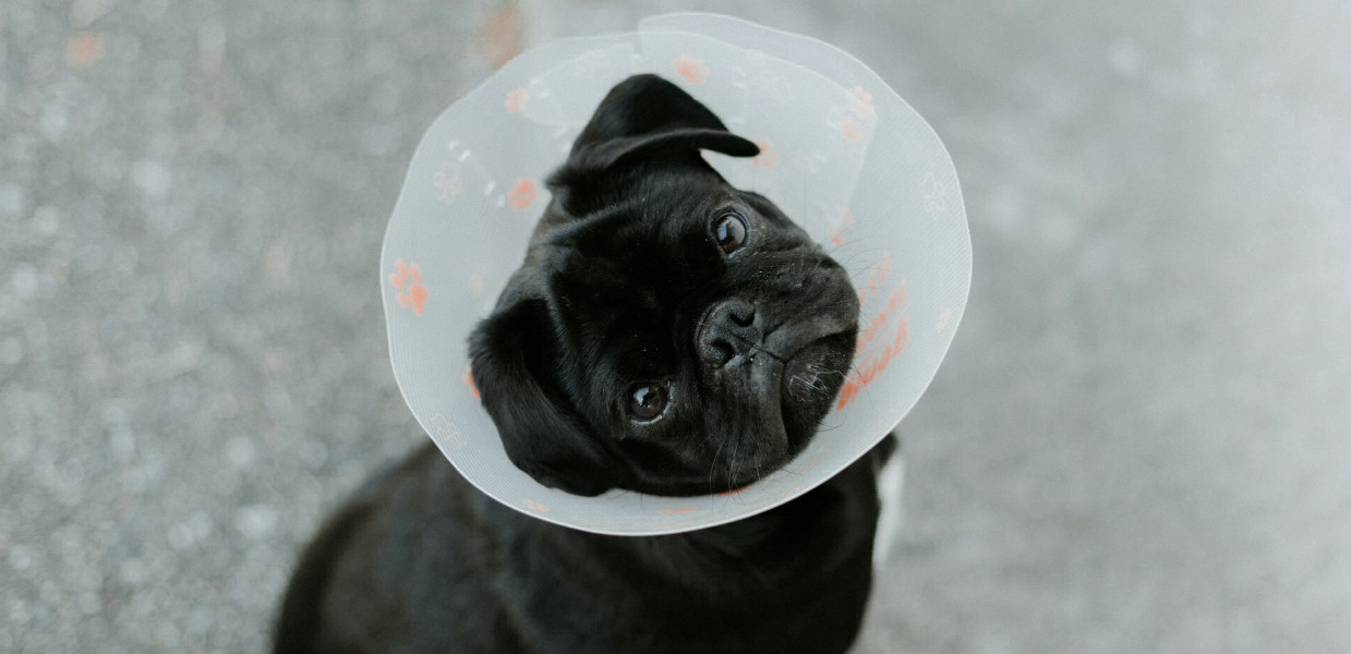 Cum alegi un cabinet veterinar potrivit: 5 lucruri la care să fii atent
