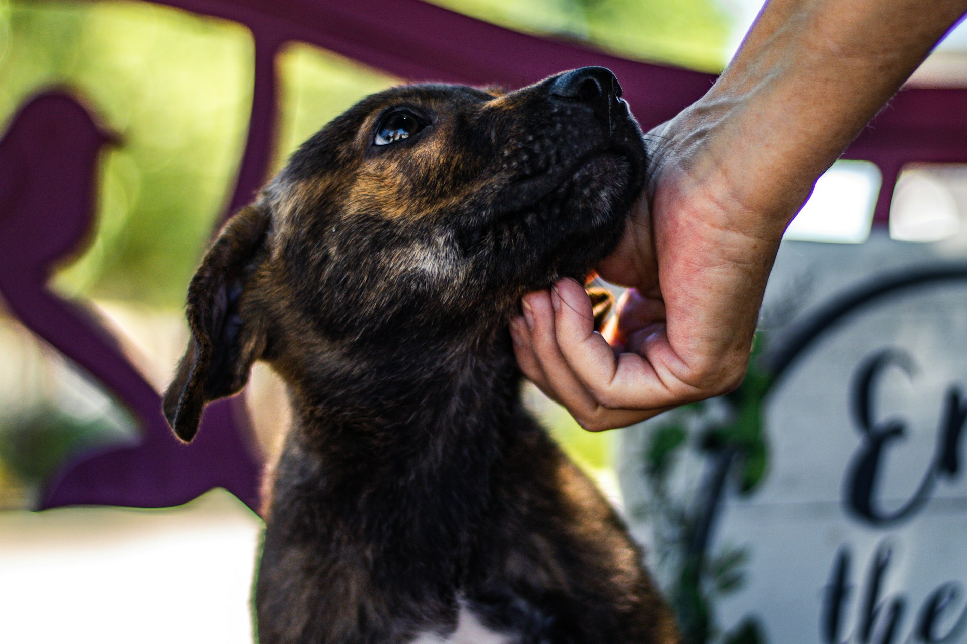 Adopție vs. cumpărare: De ce contează pentru sănătatea animalului tău